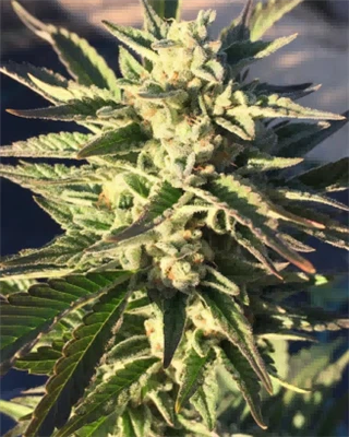 Adult{0}}Käytä kannabiksen myyntiä Delawaressa